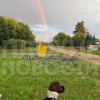 В Красноярске пенсионерка обматерила девушку, гулявшую с собакой