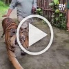 Тигр напал на туриста в зоопарке на Пхукете. Мужчина...