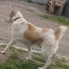 Алабай напал на пенсионерку в Красноярске Все произошло 25 июня. Женщина...