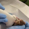Московская ветклиника показала, как проводят процедуру УЗИ мышонку, который...