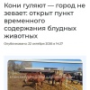 В России будут изымать лошадей у цыган и отправлять на штрафстоянку