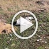 Трупы свиней среди прочего мусора обнаружили новосибирцы...