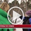 Сюжет ТК 5 Канал о проблеме бродячих собак. В одном из...