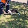 Новый хвостатый спасатель заступил на службу