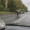 Снова новости из мира животных Эта пара лошадей гарцует прямо по проспекту....