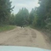 Медвежат заметили на популярном прогулочном острове Зуй в Братске Очевидец...