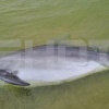 Туристы до смерти затискали дельфина, которого выбросило на берег в Анапе