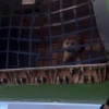 Пёс прогрыз клетку на рейсе Москва-Чита и весь полёт гулял по багажному отсеку