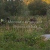 Утром возле МЦД Волоколамская прогуливалась два лося В электричку их не...