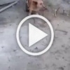 Жесть из Украины: садисты убили пса, снимая это на видео