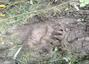Следком возбудил уголовное дело о халатности из-за нападений медведей в...