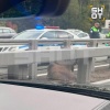 Раненый лось со сломанной ногой застрял в отбойнике посреди Киевского шоссе в Москве