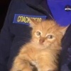 На улице Профсоюзная котенок хотел почувствовать хоть каплю тепла, поэтому забрался под капот еще неостывшего автомобиля. К счастью, малыша заметили и вызвали спасателей