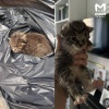 Крошку-котёнка спасли в Парголово — после того, как пищащий комочек кто-то...