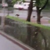 В Зеленогорске заметили большую семью кабанчиков, бегающих по дороге 🇷🇺...