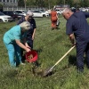 Молодые сосны высадили у хирургического корпуса Черногорской больницы....