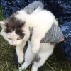 Кота-наркокурьера задержали в Нижегородской области.
