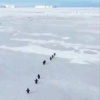 Учёные показали, какое расстояние приходится преодолевать пингвинам, чтобы добраться до воды