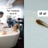 В квартирах в Москве началось нашествие мокриц, — дезинфекторы Сообщается,...