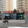 В городе Обь бродячая собака укусила женщину, когда та пыталась покормить животное