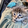 Нельзя взрывать, тут котёнок!