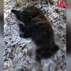 В Хакасии убили 18 бурых медведей