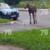 Лесной гость продолжает прогулку по району. По словам очевидцев, животное...
