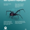 Смертельно опасные пауки каракурты распространяются по России.