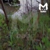 Купание красного белого коня показал неаккуратный рыбак...