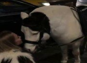 Девушка в Москве выкупила пони, которого использовали для катания у ночного...