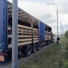 Сотрудники Россельхознадзора не пустили в Ачинск подозрительных коров-...