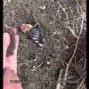 Школьницы заживо закопали новорожденных щенят в Беларуси — всё это они сняли на видео.