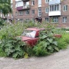 В Новокузнецке «жигули» заросли лопухами и превратились в зелёный «оазис» во...