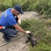 В Лесосибирске спасли щенка, который двое суток провёл в коллекторе. Малыш...