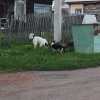 Жители города Белово жалуются на бездомных собак и бездействие службы отлова....
