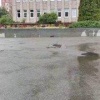 Куница, ласка, норка, хонорик…?