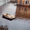 С.Карабула, Почему не введен режим чс ??? 🌇 Подпишись - ЧП Богучаны