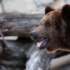 Медведей чаще всего встречают на севере и северо-западе Подмосковья — в...