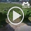 Вандалы разгромили зелёных медведей в Ленинск-Кузнецком....