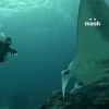Москвичи сделали отель для дайвинга для инвалидов на Мальдивах — они...