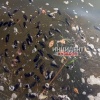 Читатель обнаружил огромное количество мертвых грызунов на Беловском водохранилище.