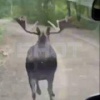 Вы когда-нибудь видели, как лось пытается догнать медведя? Теперь — да....