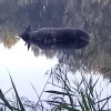 В озере в Мошковском районе на территории СНТ “Строитель-2” погиб лось При...