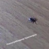 За последнюю неделю от нападения клещей пострадали 1642...