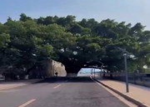 В Китае проложили дорогу прямо вокруг дерева, чтобы не навредить природе...