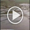В Красноярском крае медведь переплыл Ангару. Очевидцы...