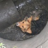 В Губкине спасатели МЧС вытащили собаку, которая упала в канализационный...