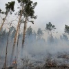 За крупный лесной пожар житель Аскиза заплатил 900 тысяч...
