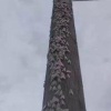 Нашествие огромных мотыльков зафиксировано в Забайкалье