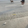 Бойцовские собаки загрызли двух питомцев и нападают на людей в Стрижах С мая...